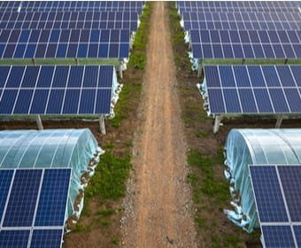 producción fuera de temporada en invernaderos con energía de placas solares