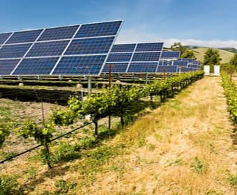instalaciones fotovoltaicas en viñedos